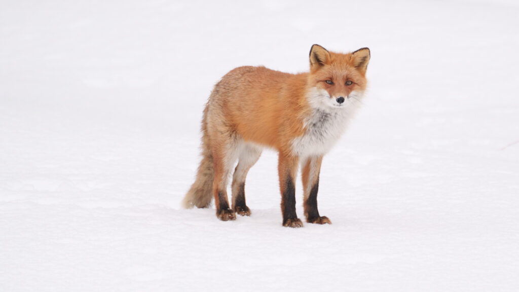 キタキツネ