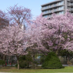 豊平館前の桜